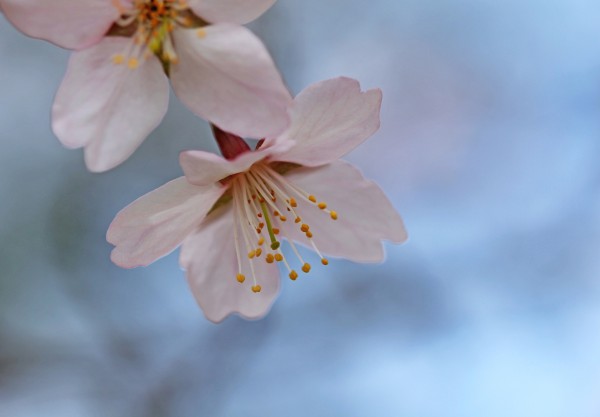 Spring Pastels by Deb Oppermann